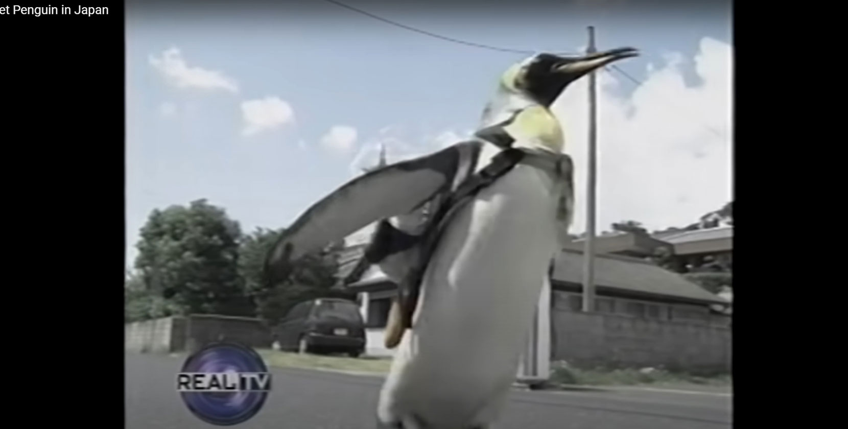 日本ではペンギンがおつかいにいくのか おつかいペンギンララへの海外の反応 Cube Media